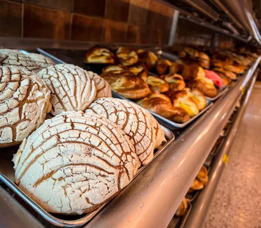 Charola de conchas blancas en la vitrina